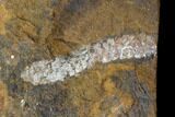 Fossil Ginkgo Leaf From North Dakota - Paleocene #145317-2